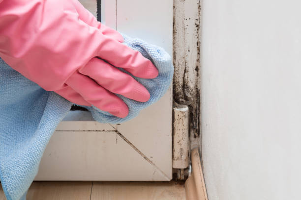 Best Mold Removal for HVAC Installations  in Three Rivers, OR