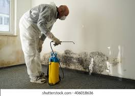 Best Basement Mold Removal  in Three Rivers, OR